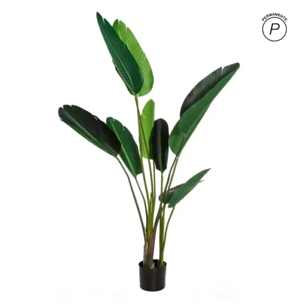 Planta Ave del Paraíso 150 cm