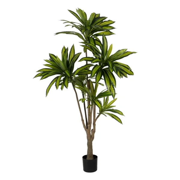 Planta Dracaena 200 cm