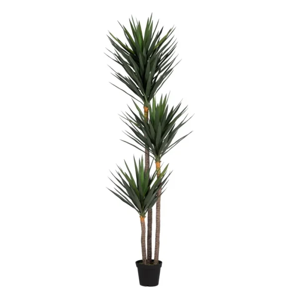 Planta Yuca 250 cm