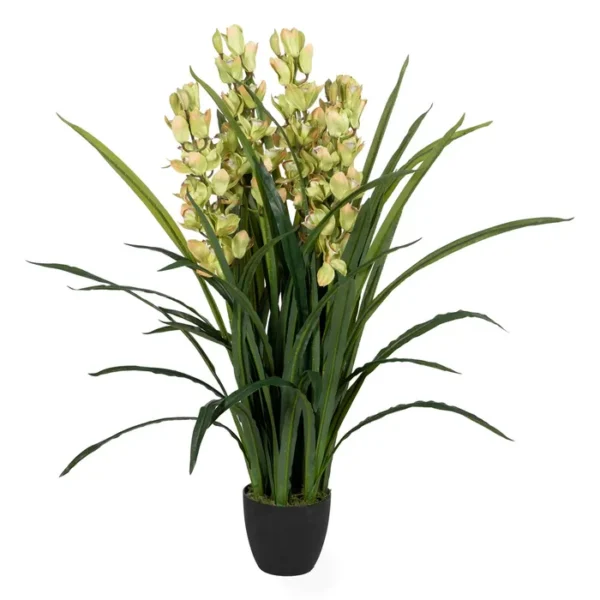 Planta Cymbidio 110 cm