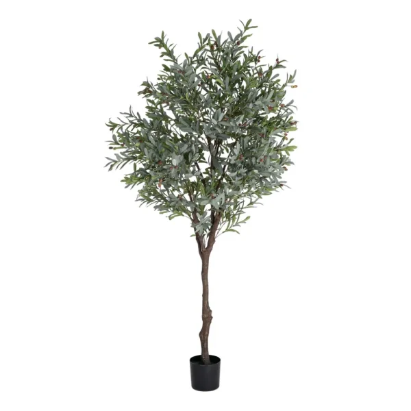 Planta olivo 0x130x240